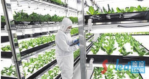 &ldquo;�������߲ˈ@&rdquo;���T�����ڙz���߲˵����L��r