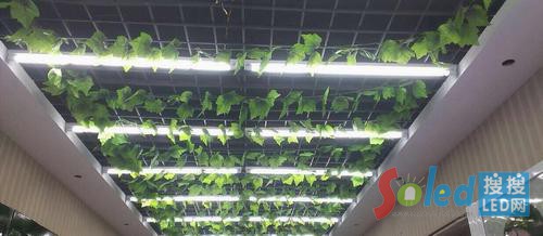 ����LED����T8������ĳ���yƷ���(n��i)���\(y��n)��