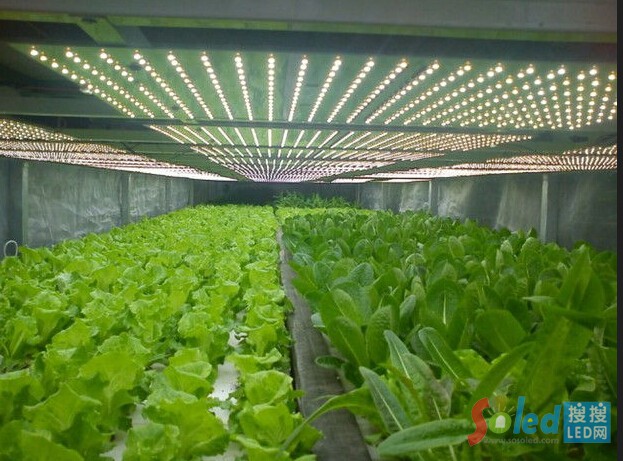 LEDֲ������